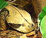 Gabon Viper Gabon Viper