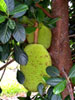 Jackfruit Jackfruit