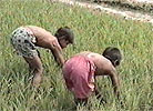 Barna hjelper til p rismarken