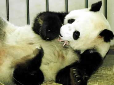 Med en av de åtte nyfødte i sikkert grep i munnen. Foto: AP/Xinhua, Sun Shu