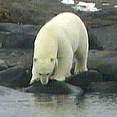 Isbjørnene er lite sosiale dyr. Foto: NRK-arkiv