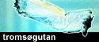 Tromsgutan