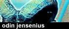 Odin Jensenius