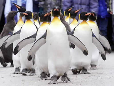 Flere av verdens største pingvinkolonier er truet av utryddelse.