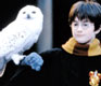 Ugler er også blitt populære fugler etter Harry Potter-filmene.