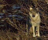 Vilde er den ville ulven som kom til Langedrag i fjor. Hun har unger inne i parken.