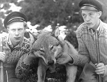 Dagfinn Berg (t.v.) og Henrik Berg med storfangsten i 1950. Fotograf Reiakvam vart kalla inn for  ta dette biletet, og sakkunnige i Bergen kunne dermed stadfeste at det var ein ulv karane hadde skote..
