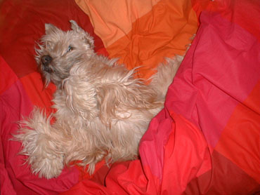 Ruffen er en 3 år gammel Irish Softcoated Wheaten Terrier, en rase som ikke røyter, men som altså bør holde seg i sin egen seng likevel!