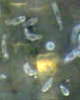 Lakseparasitt Gyrodactilus Salaris