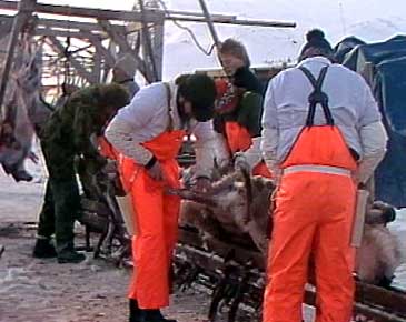 Slakting av tamreinen til Jon Jonassen i 1988 - den siste som dreiv med tamrein i Lrdal og rdal. (Foto: Alf Jrgen Tyssing, NRK)