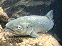 Rotenonskadet fisk i Lærdalselva