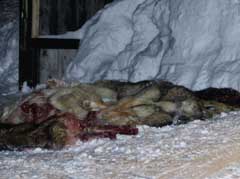 Over 20 hunder ble avlivet etter tragedien i Vest-Torpa sist torsdag. (NRK-foto)