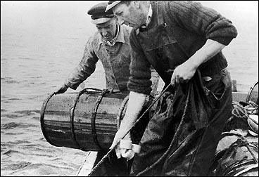 Krabbefiske p Story i 1950. Her er Karl og Jakob Story i ferd med  dra krabbeteiner. (Foto  Fylkesarkivet)