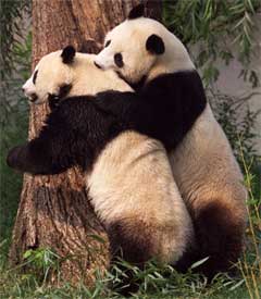 Pandabjørnene er en utrydningstruet dyreart. (Arkvifoto: AP/Scanpix)