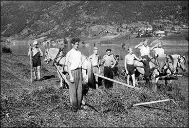 Arbeid med sleperive p Mindresunde jordbruksskule i 1945. I bakgrunnen er Oppstrynsvatnet og Sunde. (Foto  Fylkesarkivet)