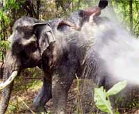 elefant dusjer bader