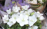 Hvit campanula carpat Hvit campanula carpat
