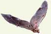 Foto: Bat Conservation International