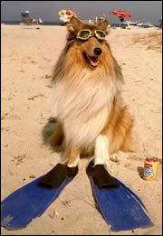 Pelsen til Lassie tar mye vann Pelsen til Lassie tar mye vann