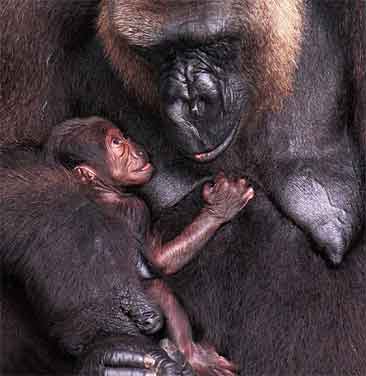 Den foreløpig navnløse gorillajenta titter opp på mamma Frederika.