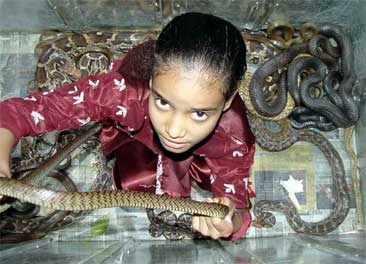 Jente i boks full av slanger under årets slangefestival Foto: Reuters/ Raj Patidar
