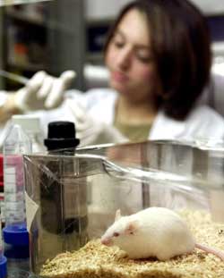 11 mus endte sitt liv i et laboratorium i Cambridge etter å ha blitt utsatt for amfetamin og musikk. Foto: REUTERS/ALESSIA PIERDOMENICO 