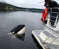 Spekkhoggeren og filmstjernen Keiko har slått seg ned i Skålvikfjorden på Nordmøre og tiltrekker seg folk som en magnet. (Foto: Scanpix) Spekkhoggeren og filmstjernen Keiko har slått seg ned i Skålvikfjorden på Nordmøre og tiltrekker seg folk som en magnet. (Foto: Scanpix)