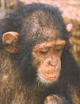 Sjimpansene lærte seg amerikansk tegn-språk. Foto: NRK-arkiv