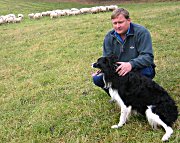 Gjeterhunden King etter en vellykket samling av saueflokken til bonde Jon Roar Grøstad. Gjeterhunden King etter en vellykket samling av saueflokken til bonde Jon Roar Grøstad.
