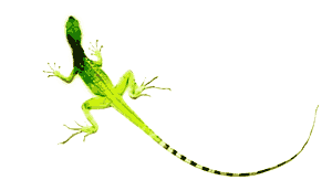 Safari
