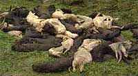 Døde pelsdyr blir samlet sammen etter en dyrevernaksjon.