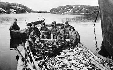 Sildefiske i Gulafjordane tidleg p 1930-talet. (Foto  Fylkesarkivet)