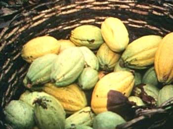 Moden kakaofrukt.