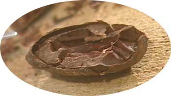Kakaobønne