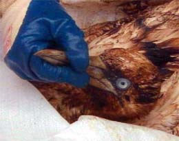 Opptil 130.000 fugl har blitt skadet av oljesøl fra tankskipet Prestige som havarerte 13. november i fjor. 