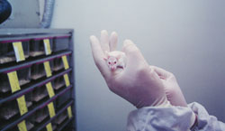 5446 mus skal ha gjennomgått eksperimenter med blåskjellgift.