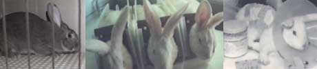 Testing på kaniner foretas i blant annet Frankrike.