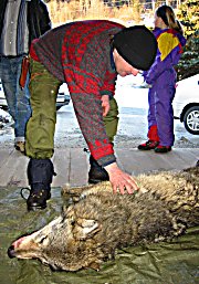 Rovviltkontakt Jørn Lindseth oppbevarte den døde ulven i garasjen sin. 