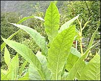 Tobakksplante. (Foto: NRK)