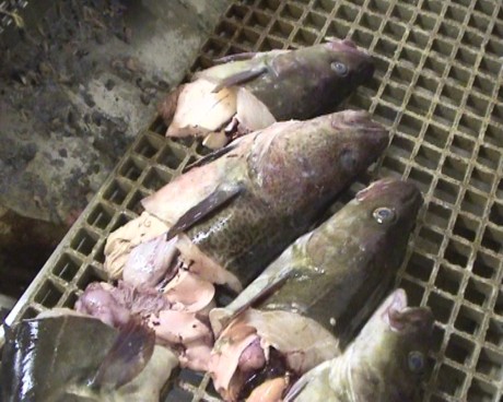 Denne delen av fisken skulle kastes på havet. Bildet er tatt under inspeksjon på den anmeldte tråleren.
