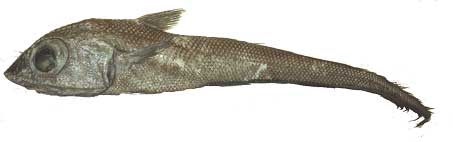 Nei, dette er ikke en rollefigur fra Ringenes Herre, men det siste store i fiskedisken. Foto: Møreforsking Nei, dette er ikke en rollefigur fra Ringenes Herre, men det siste store i fiskedisken. Foto: Møreforsking