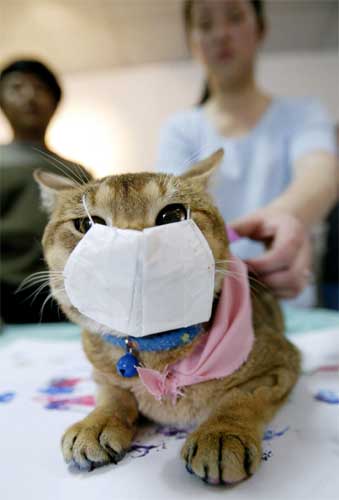 På Taiwan utstyrte en katteeier sitt kjæledyr med munnbind. (Foto: Reuters)
