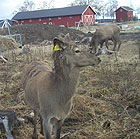 DN mener at hjorteoppdrettet i Nome er etisk forsvarlig.