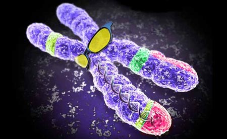 Fargeforandringer på kromosom 8X medfører at de rammede søker seg til idrettsmiljøer. 
