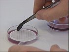 Prøvene kan bli mer kostbare dersom laboratoriene i fylket blir lagt ned. Prøvene kan bli mer kostbare dersom laboratoriene i fylket blir lagt ned.