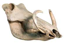 Villsvinet er godt utstyrt med tenner, og kan bite skikkelig fra seg, dersom det føler seg truet.