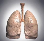 Modell av lunge