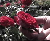  Roser uten duft er fine blomster for allergikere.