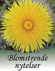 blom nytelser banner 180