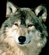 Mange ulvepar kan ha ynglet iår.